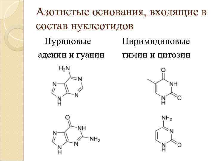Азотистые основания, входящие в состав нуклеотидов Пуриновые аденин и гуанин Пиримидиновые тимин и цитозин