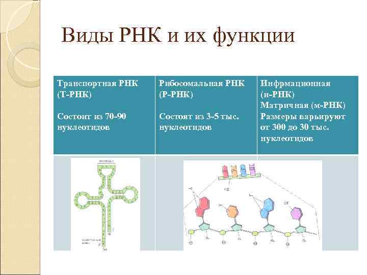 Виды РНК и их функции Транспортная РНК (Т-РНК) Рибосомальная РНК (Р-РНК) Состоит из 70