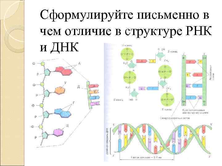 Сформулируйте письменно в чем отличие в структуре РНК и ДНК 