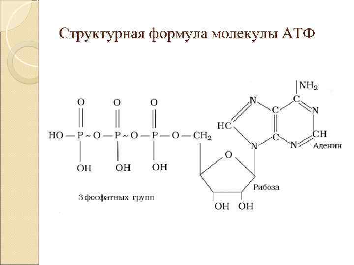Структурная формула молекулы АТФ 