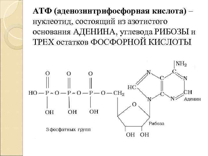 АТФ (аденозинтрифосфорная кислота) – нуклеотид, состоящий из азотистого основания АДЕНИНА, углевода РИБОЗЫ и ТРЕХ