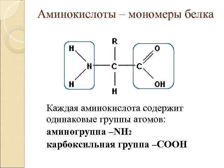 Аминокислоты – мономеры белка Каждая аминокислота содержит одинаковые группы атомов: аминогруппа –NH 2 карбоксильная