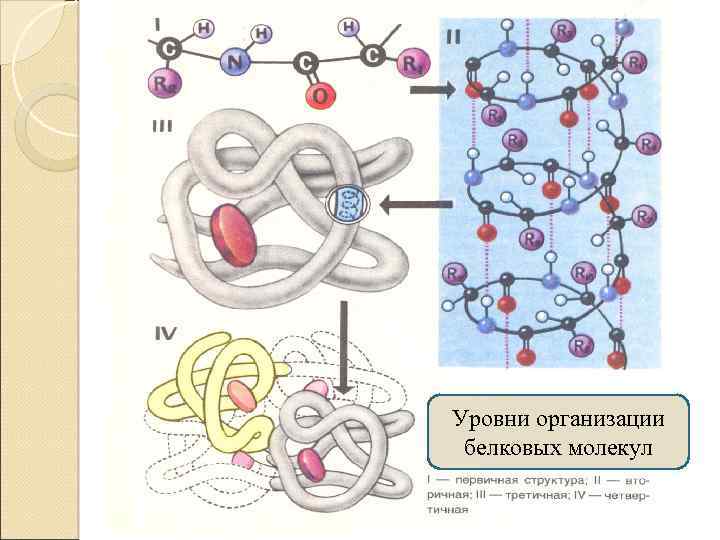Уровни организации белковых молекул 