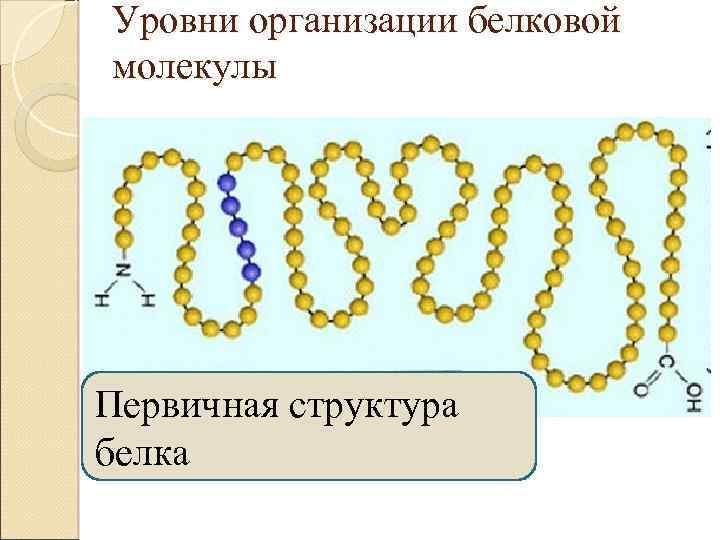 Уровни организации белковой молекулы Первичная структура белка 