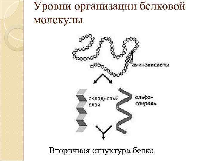 Уровни организации белковой молекулы Вторичная структура белка 