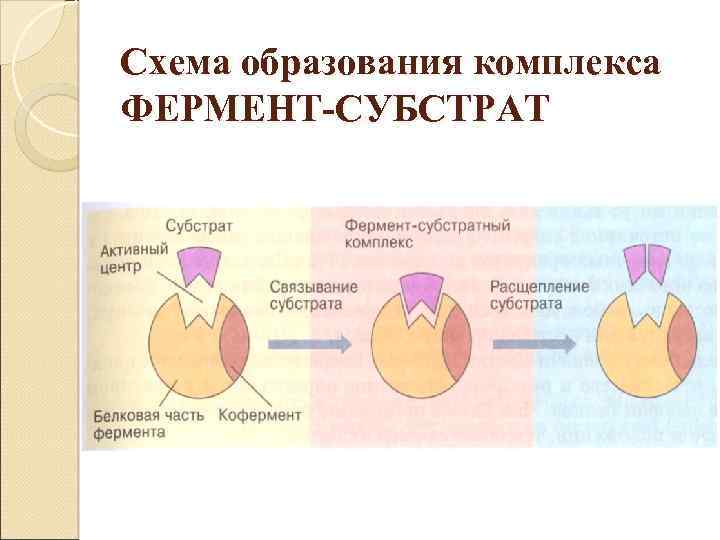 Схема образования комплекса ФЕРМЕНТ-СУБСТРАТ 