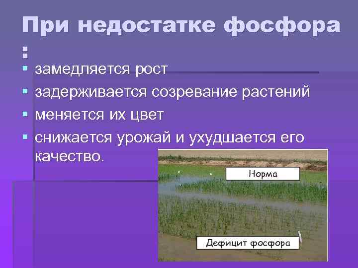 При недостатке фосфора : § § замедляется рост задерживается созревание растений меняется их цвет