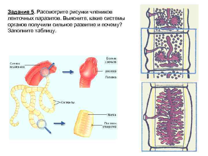 Рассмотрите рисунок 56 и укажите какие. Системы органов паразитов. Паразиты ленточные система органов. Система органов у члеников. Какие системы лучше развиты у ленточных паразитов.