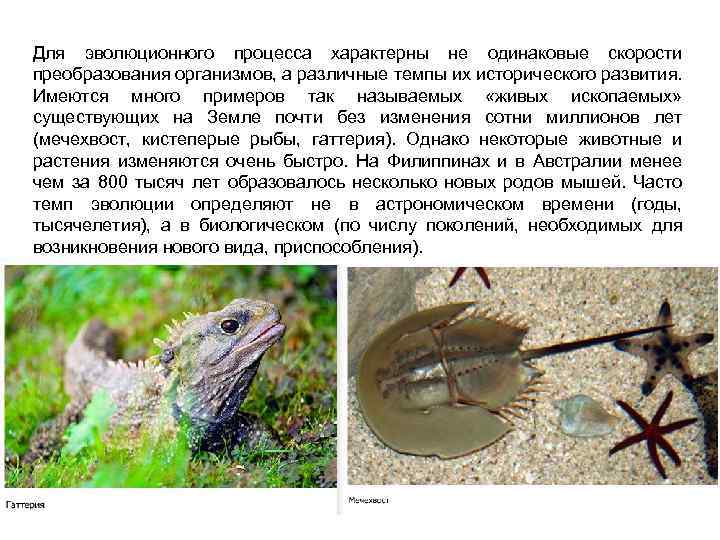 Для эволюционного процесса характерны не одинаковые скорости преобразования организмов, а различные темпы их исторического