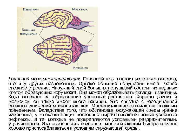Передний мозг млекопитающих покрыт. Строение отделов головного мозга млекопитающих. Структуры головного мозга млекопитающих. Функции переднего мозга у собаки. Внутреннее строение мозга млекопитающих.