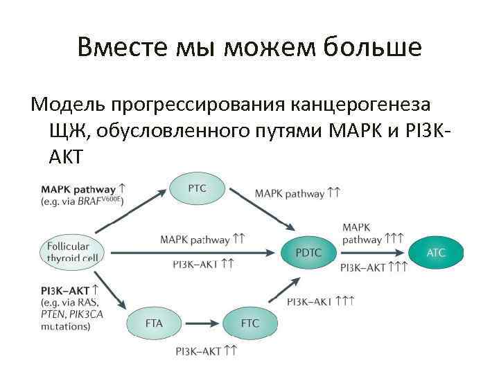 Молекулярный путь