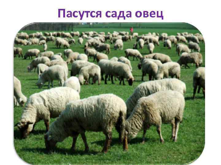 Пасутся сада овец 