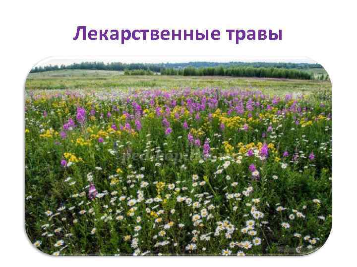 Лекарственные травы 