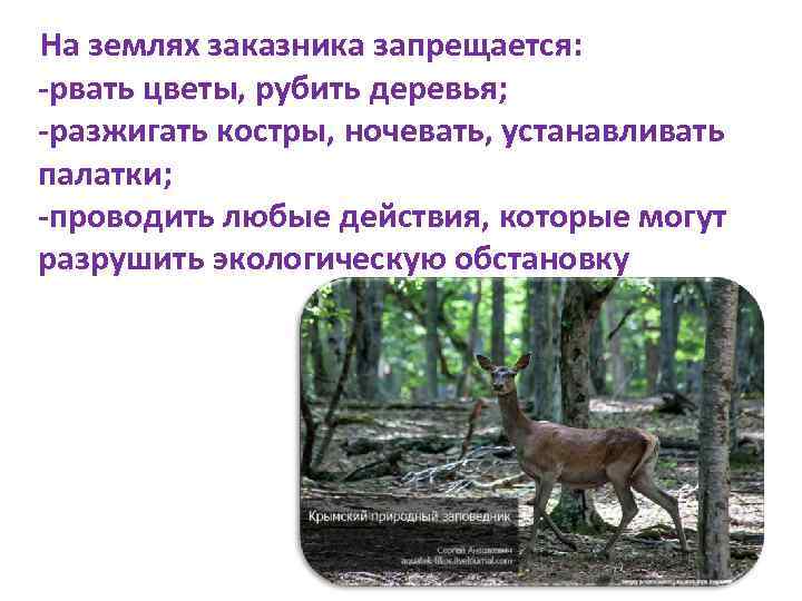 На землях заказника запрещается: -рвать цветы, рубить деревья; -разжигать костры, ночевать, устанавливать палатки; -проводить