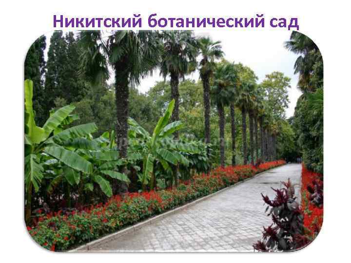 Никитский ботанический сад 
