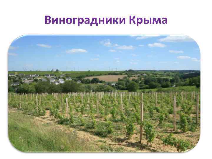 Виноградники Крыма 