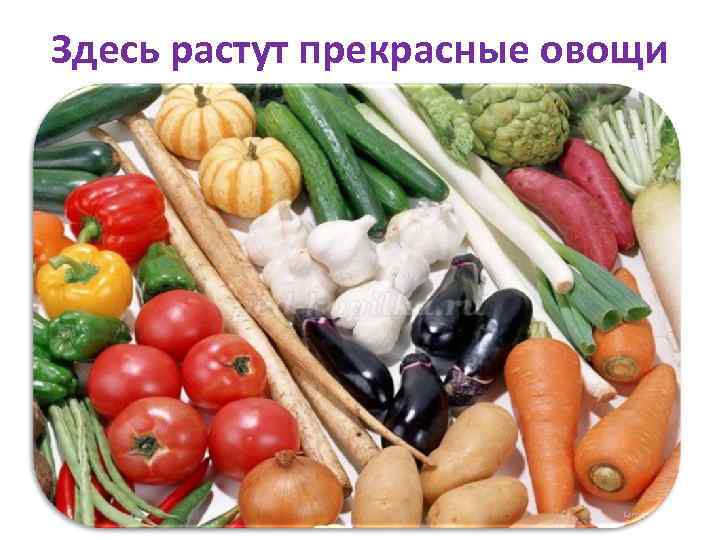 Здесь растут прекрасные овощи 
