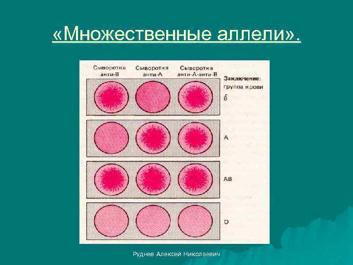  «Множественные аллели» . Руднев Алексей Николаевич 