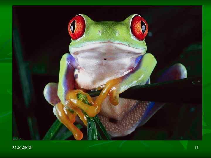 31. 01. 2018 11 