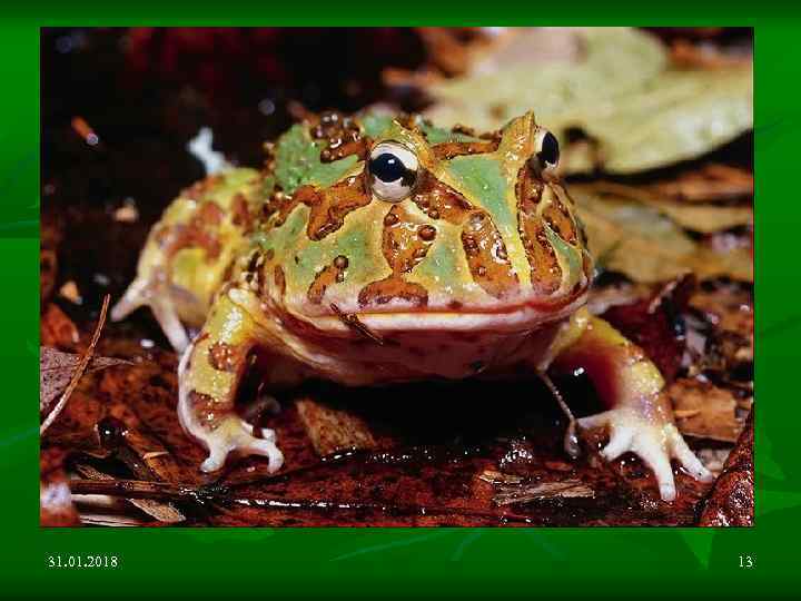 31. 01. 2018 13 