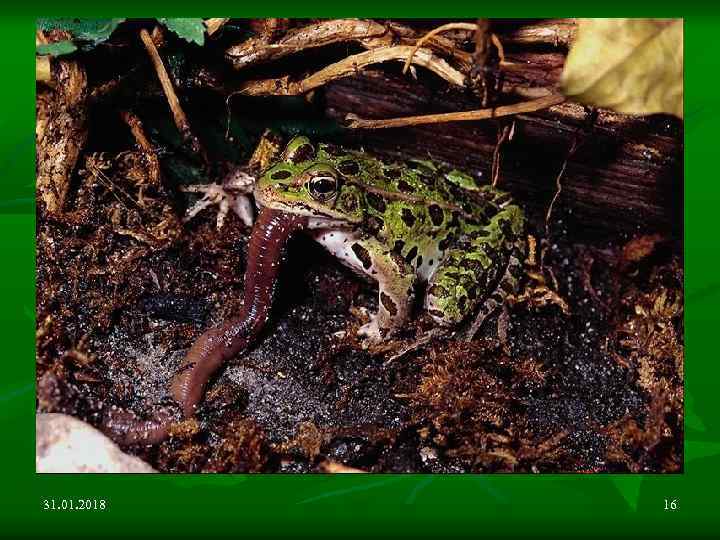 31. 01. 2018 16 