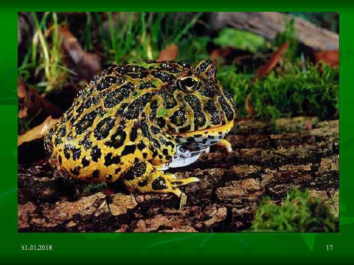 31. 01. 2018 17 