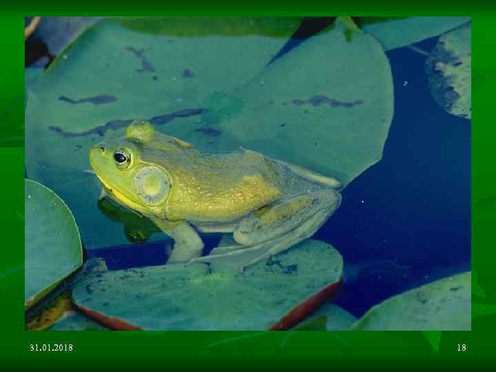 31. 01. 2018 18 