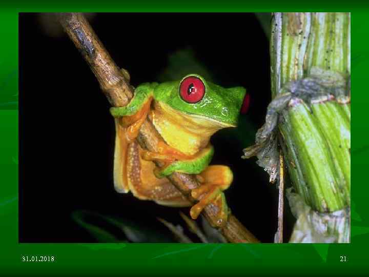 31. 01. 2018 21 
