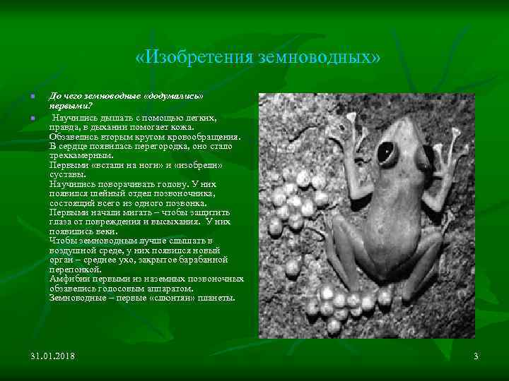  «Изобретения земноводных» n n До чего земноводные «додумались» первыми? Научились дышать с помощью