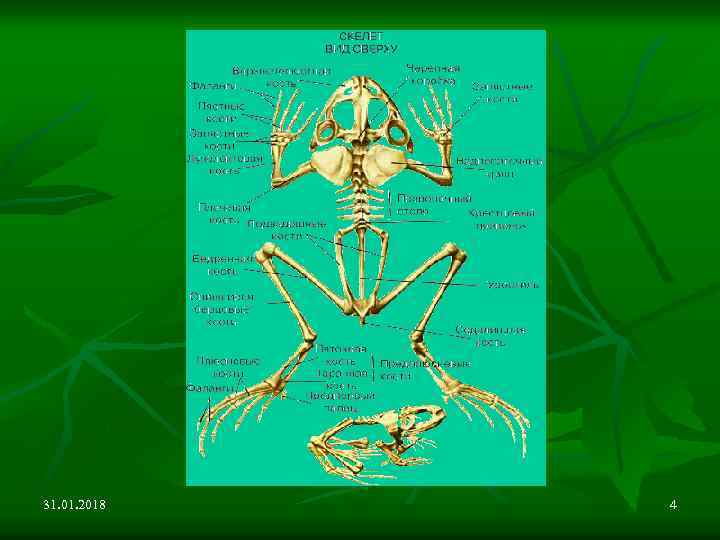 СКЕЛЕТ ЛЯГУШКИ 31. 01. 2018 4 