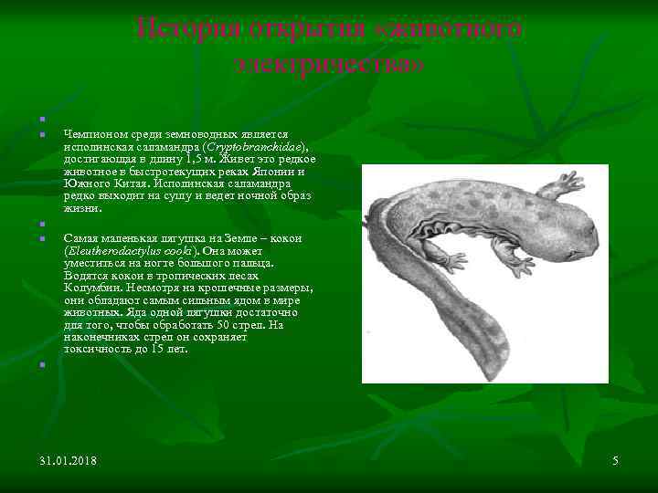 История открытия «животного электричества» n n n Чемпионом среди земноводных является исполинская саламандра (Cryptobranchidae),