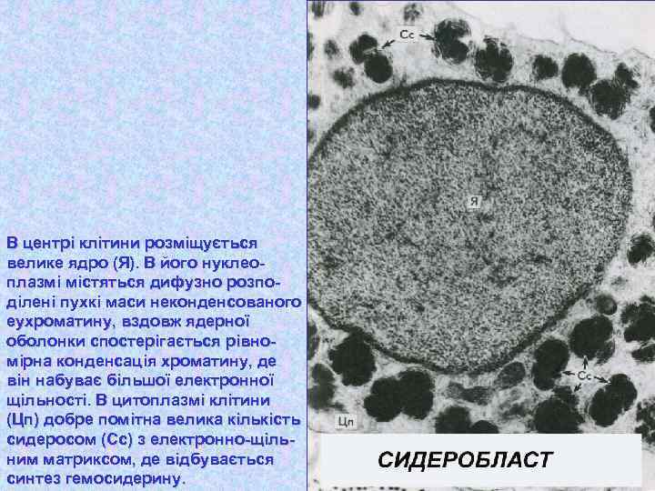 В центрі клітини розміщується велике ядро (Я). В його нуклеоплазмі містяться дифузно розподілені пухкі