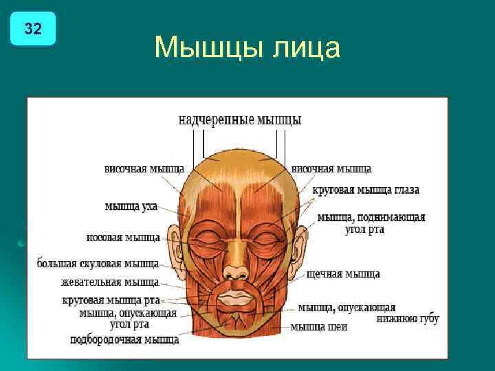 32 Мышцы лица 