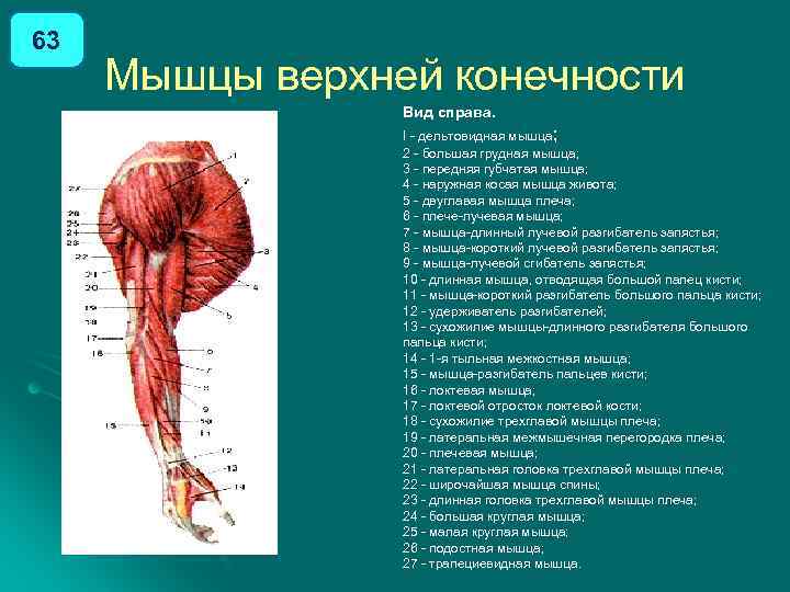 Мышцы воротниковой зоны анатомия картинки для массажа