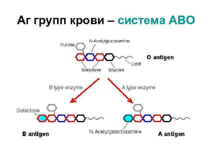Аг групп крови – система АВО 