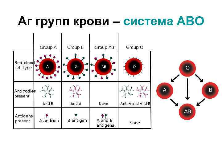 Аг групп крови – система АВО 