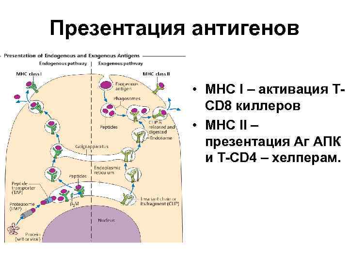 Презентация антигенов • МНС I – активация ТCD 8 киллеров • МНС II –