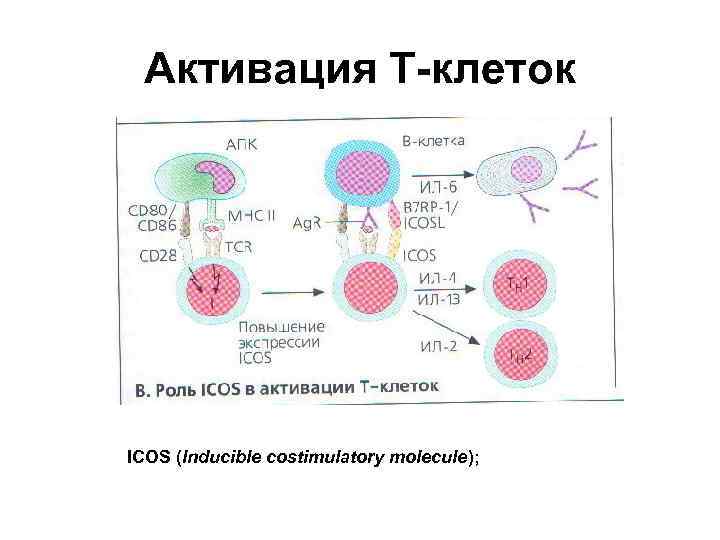 Активация Т-клеток ICOS (Inducible costimulatory molecule); 