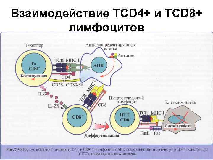 Взаимодействие ТCD 4+ и TCD 8+ лимфоцитов 