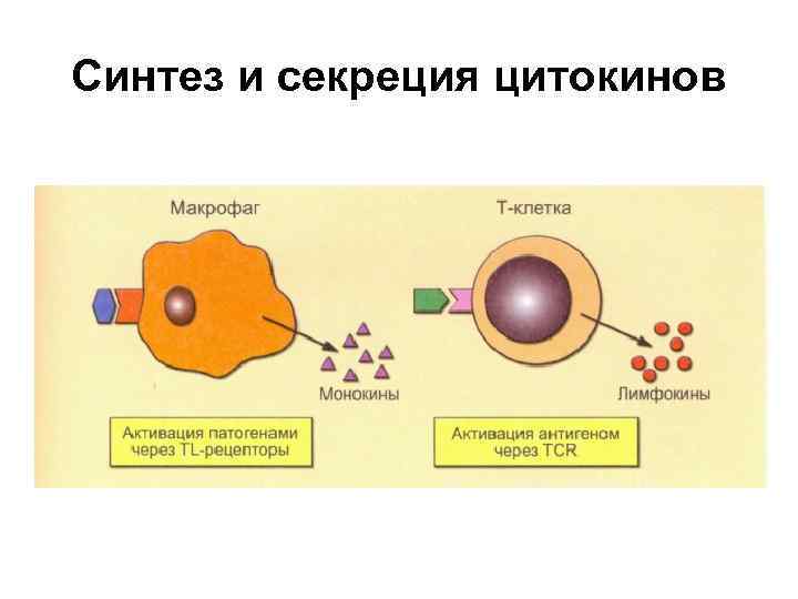 Синтез и секреция цитокинов 