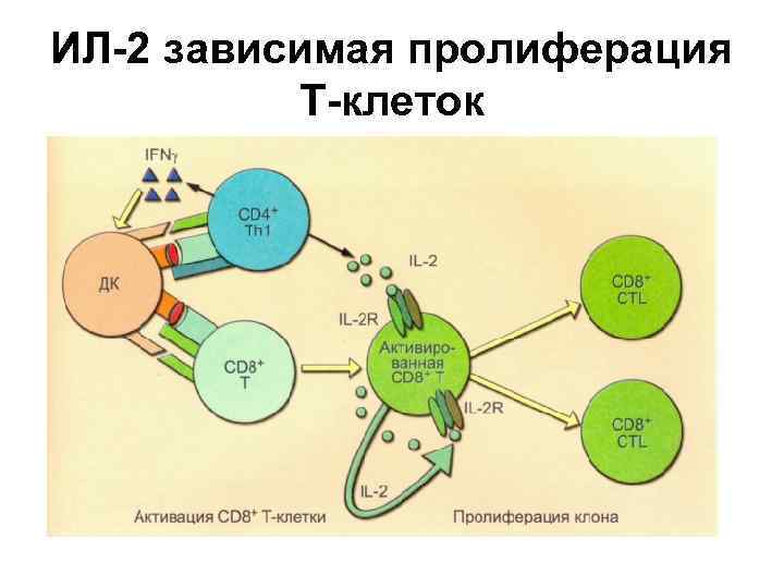 ИЛ-2 зависимая пролиферация Т-клеток 