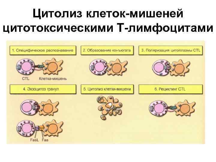Цитолиз клеток-мишеней цитотоксическими Т-лимфоцитами 