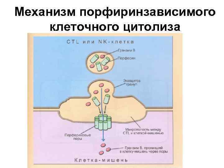 Механизм порфиринзависимого клеточного цитолиза 