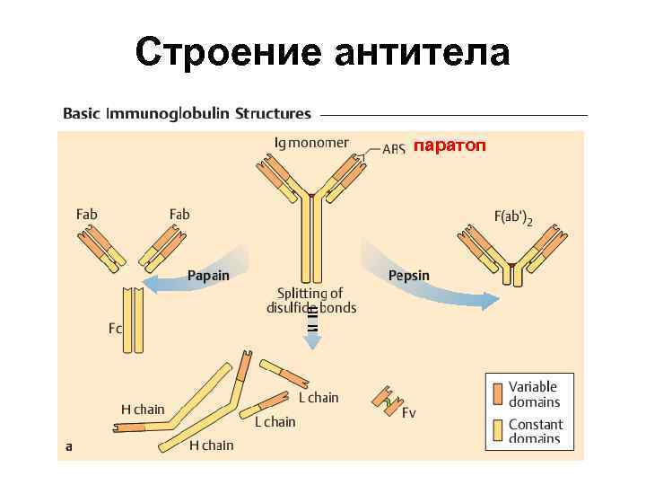 Строение антитела паратоп 