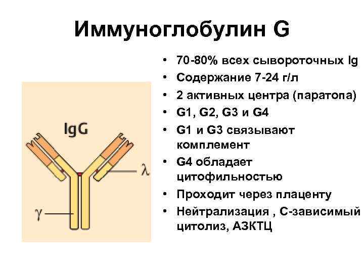 Иммуноглобулин G • • • 70 -80% всех сывороточных Ig Содержание 7 -24 г/л