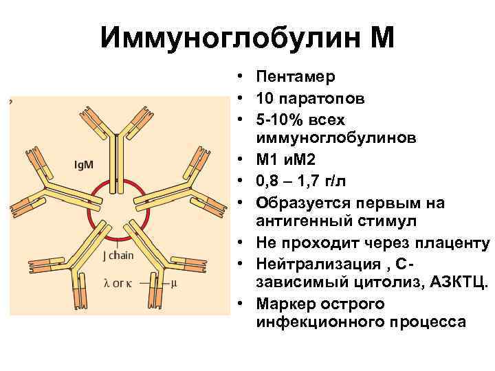 Иммуноглобулин М • Пентамер • 10 паратопов • 5 -10% всех иммуноглобулинов • М