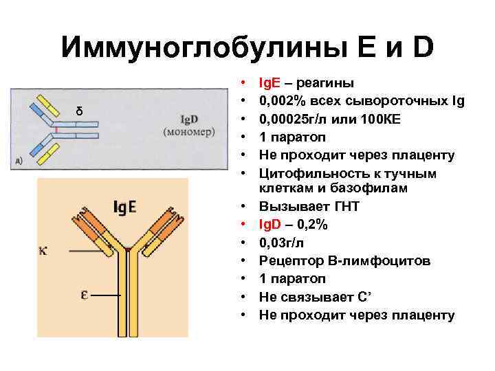 Иммуноглобулины Е и D δ • • • • Ig. E – реагины 0,