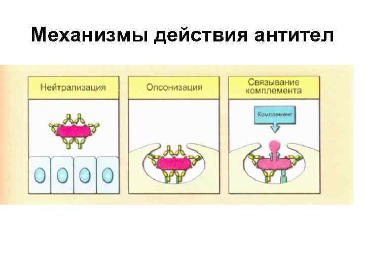 Механизмы действия антител 