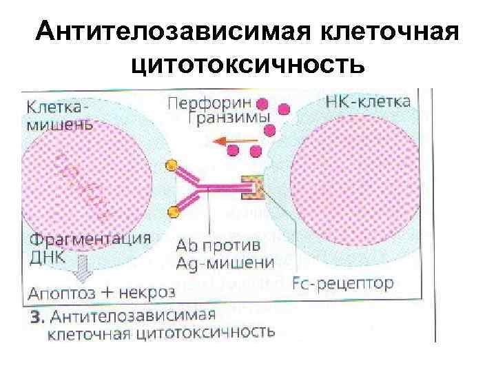 Антителозависимая клеточная цитотоксичность 