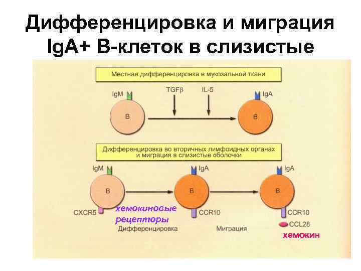Дифференцировка и миграция Ig. A+ В-клеток в слизистые хемокиновые рецепторы хемокин 